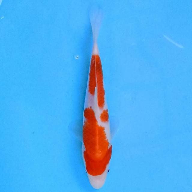 Kohaku 18 cm