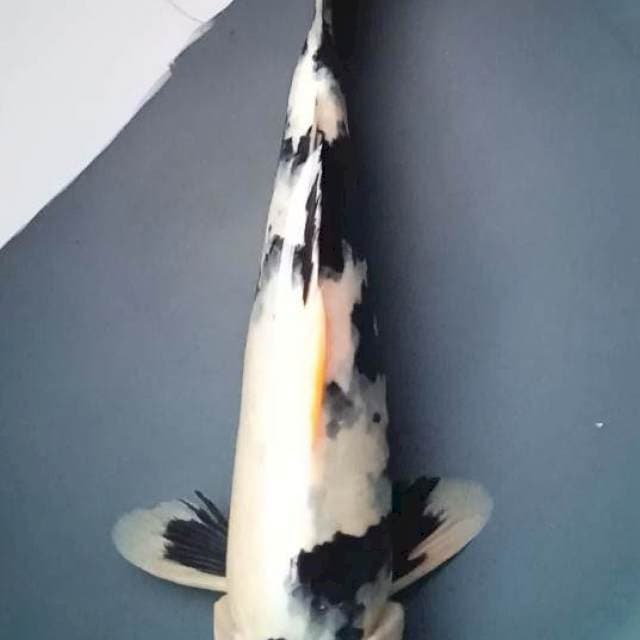 SHIRO JANTAN 31 Cm