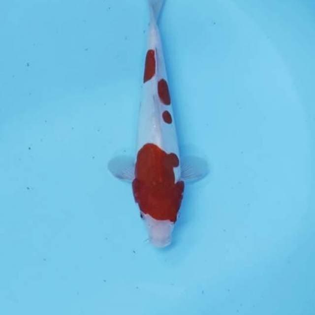 CEPLOK