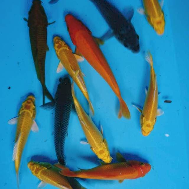 Pket polosan mix ( 11 ekor )