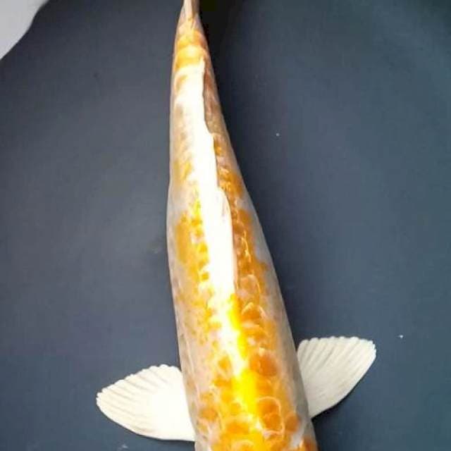 HARIWAKE DOITSU GINRIN ARAGOKE 32 Cm, JANTAN