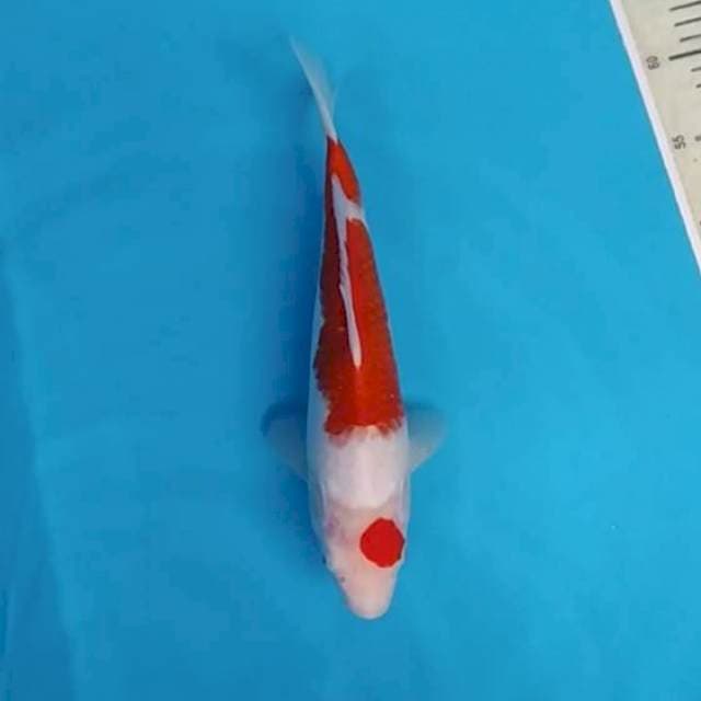 Maruten Kohaku ~32