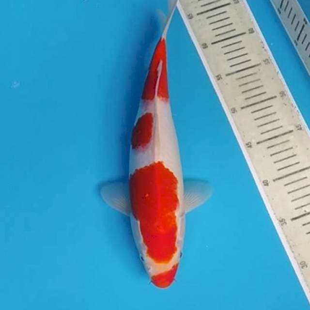 Kohaku ~36