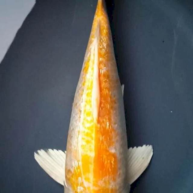 HARIWAKE GINRIN 36 Cm