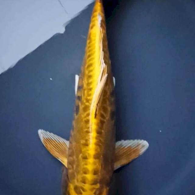 KIKOKURYU 34 Cm