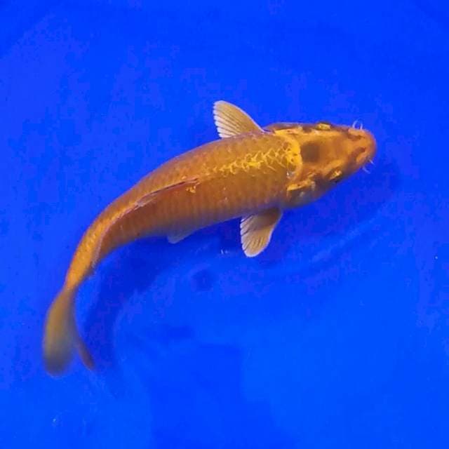 Kawarimono 27cm