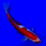 Kohaku Inazuma 33cm