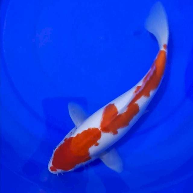 Kohaku Kucibeni 35cm..🌶🌶🌶