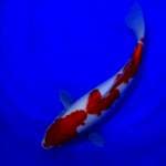 Kohaku Kucibeni 35cm..🌶🌶🌶