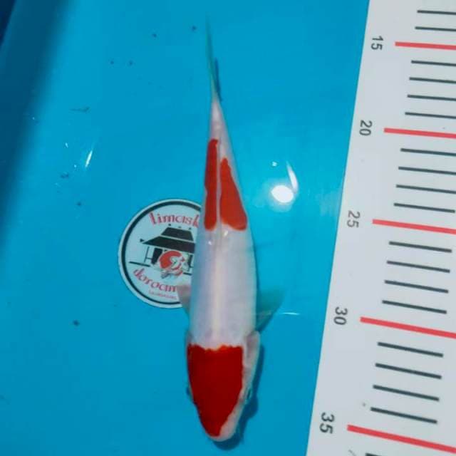 Doitsu kohaku merah merona