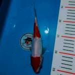 Doitsu kohaku merah merona