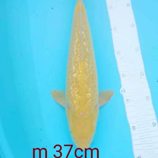 NAGA BONAR 1
