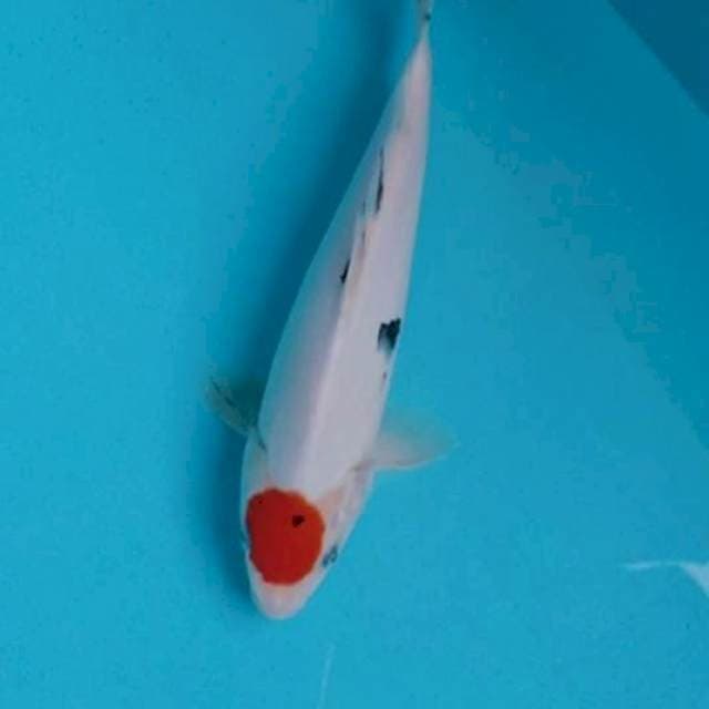 Tc sanke ory 26cm