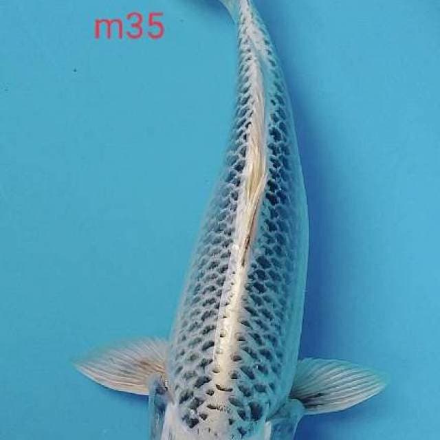 MATsuba male 35bu