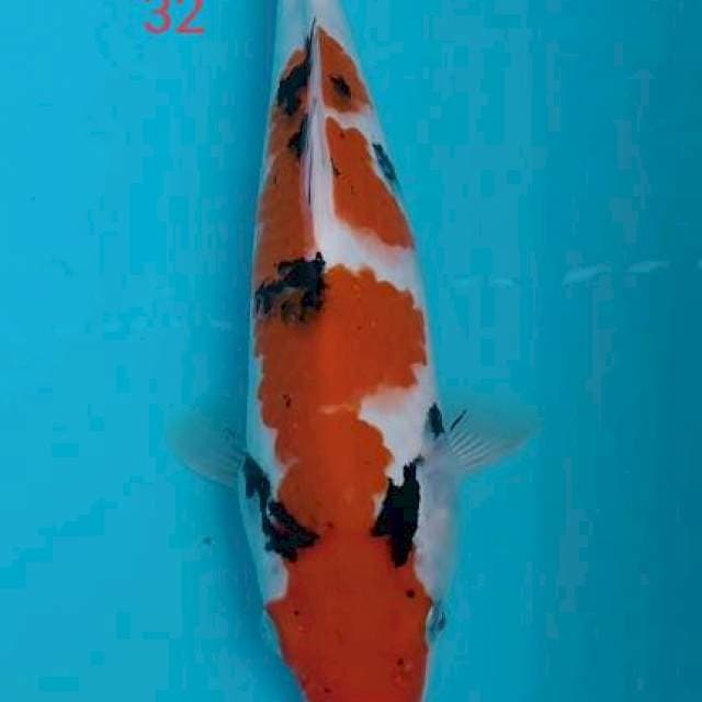 Sanke punuk 32cm