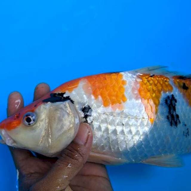 Sanke punuk 32cm