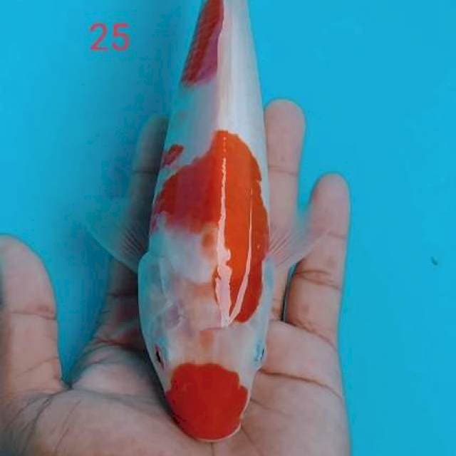 KOHAKu 25cm