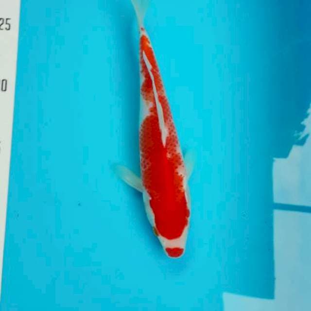 Kohaku kuchibeni 21cm