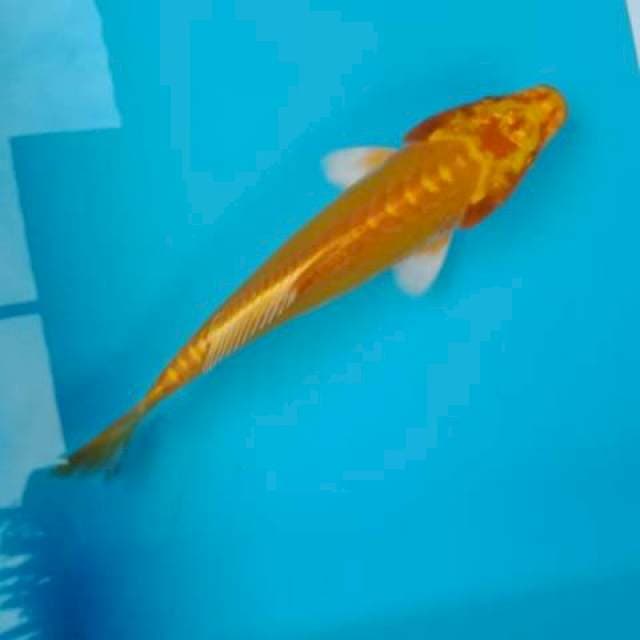 Antik 20cm