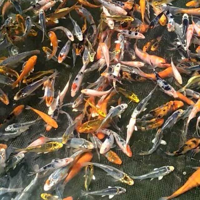 Mix koi 6-10 cm (500 ekor)