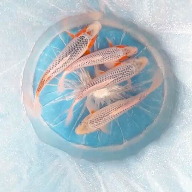 Pajet asagi 24:28cm