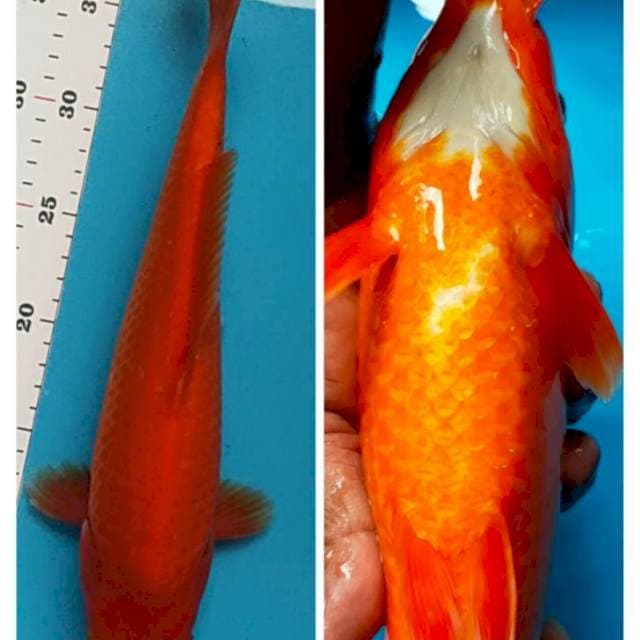 Benigoi tembus 33cm