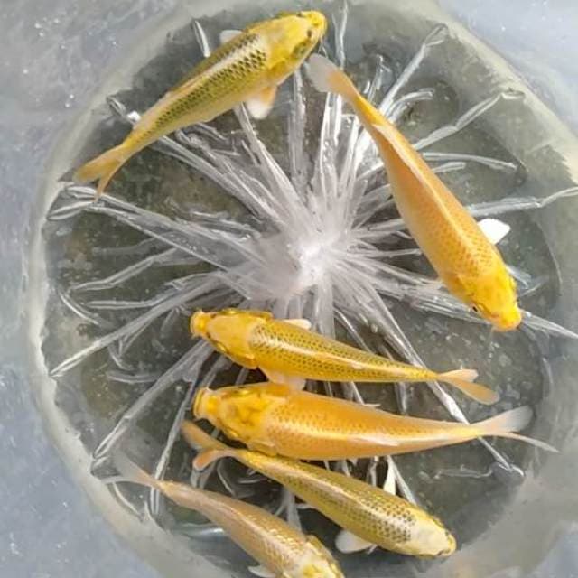 16-21 cm