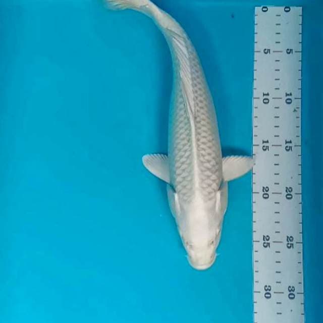 Platinum 32cm