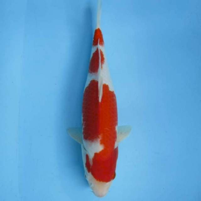 Super kohaku