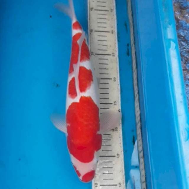 Kohaaku 36 cm