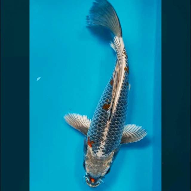Kumpay antik bulky 33cm male