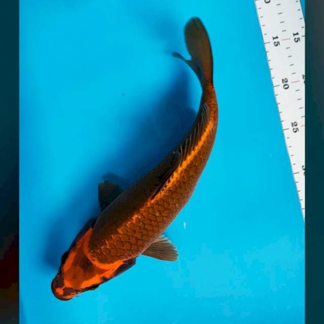Chagoi merah 32cm male