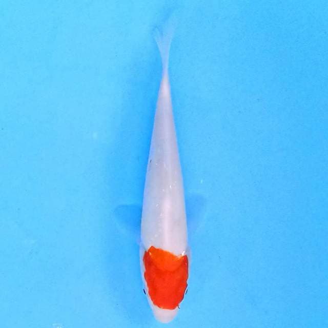 Tancho Kohaku 18 cm