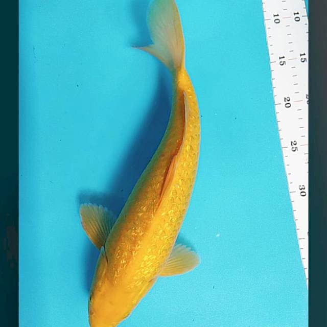 Karashi ginrin punuk 34cm male