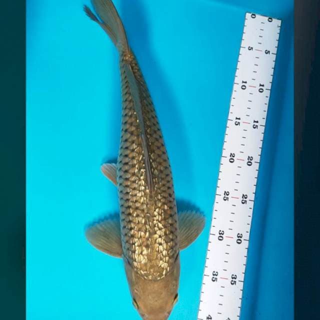 Midori ginrin 41cm male