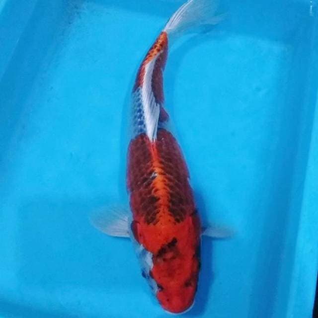 40cm ghosiki merah