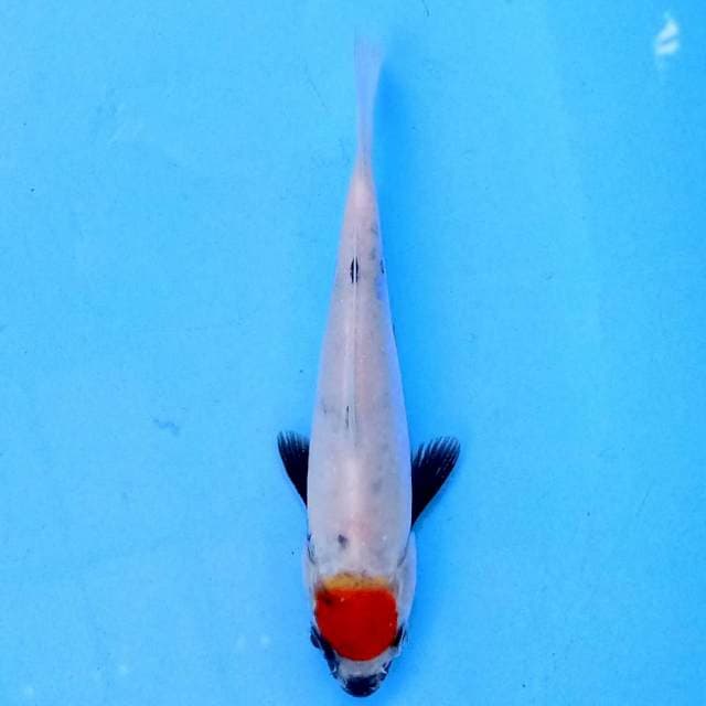 Tancho Showa 16 cm