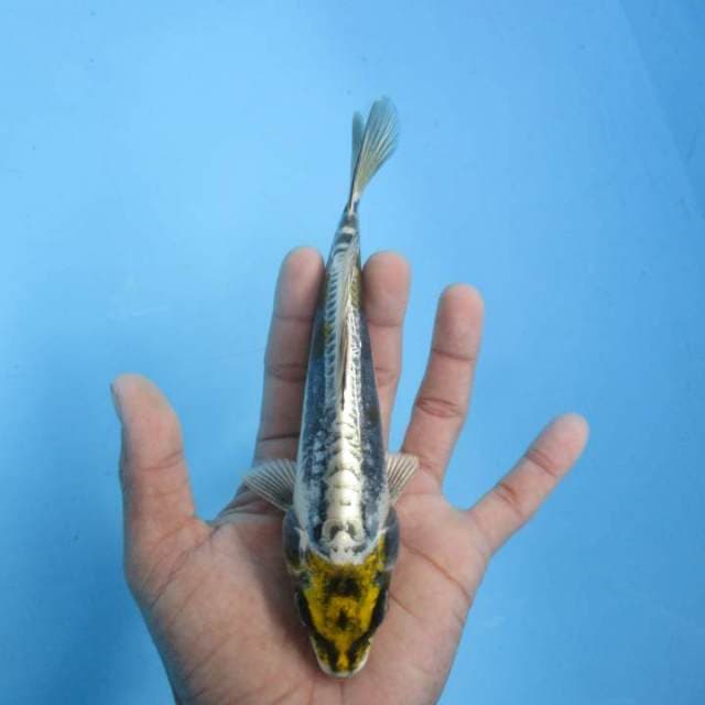 Tancho Hikari