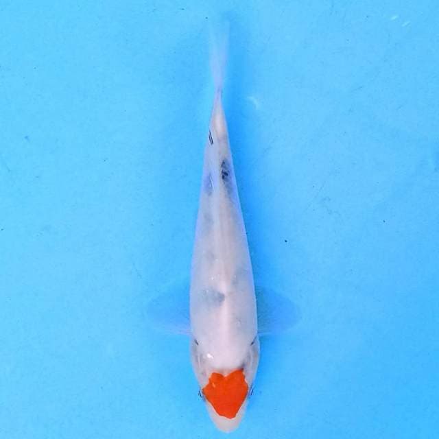 Tancho Showa 17 cm