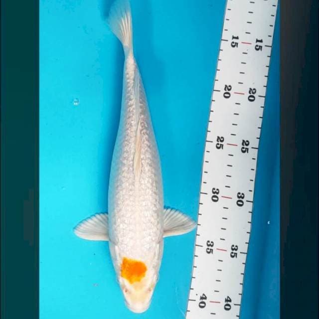Tancho hariwake ginrin 27cm