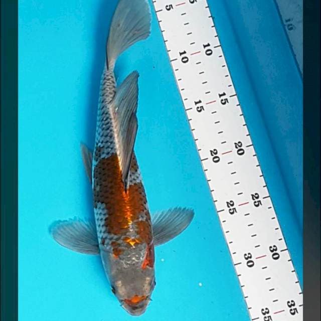 Kumpay ochiba strong 29cm male