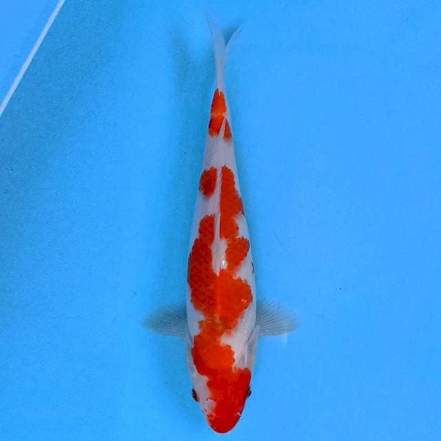 Kohaku 33 cm