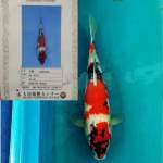 Showa import certificate