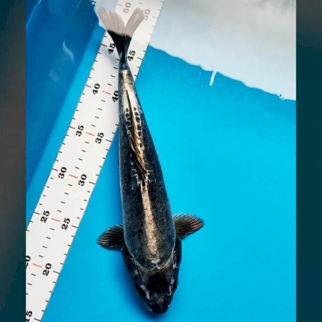 Black kiko 32cm