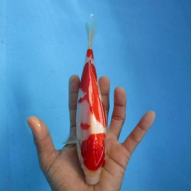 Super Kohaku