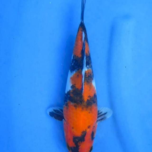 Showa 26 cm