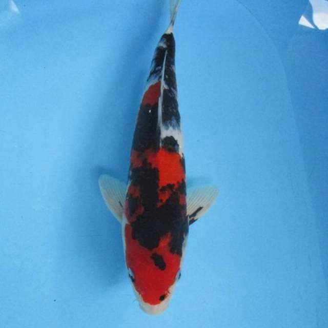 Taisho Sanshoku