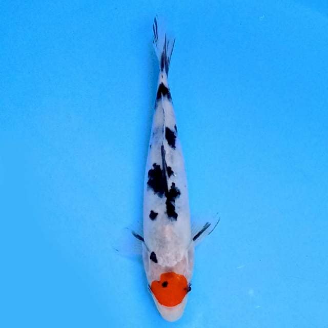 Tancho Showa 22 cm