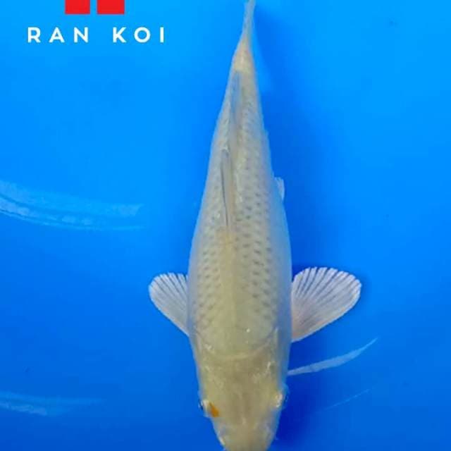 Midori 22 cm M1 bulky