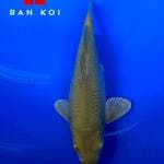 Midori 22 cm M1 bulky